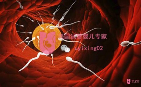 生命的诞生如此神奇｜较新美国试管婴儿过程详解