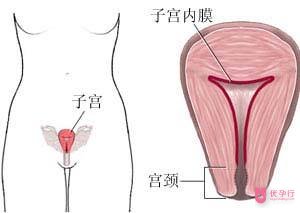 美国试管婴儿