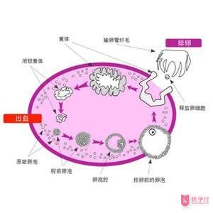 u=1066830930,1033842469&fm=27&gp=0.jpg